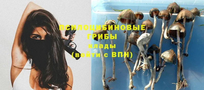 дарнет шоп  Кедровый  Псилоцибиновые грибы MAGIC MUSHROOMS 